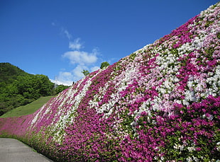 pink and white flower beds under blue sky HD wallpaper