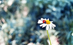 white petaled flower and red ladybird, flowers, ladybugs, grass, insect HD wallpaper