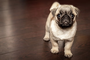 fawn Pug puppy on focus photo HD wallpaper