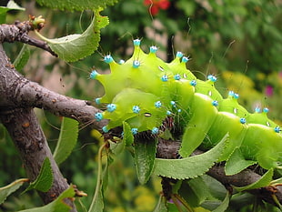 macro photo of green caterpillar during daytime