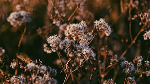 white petaled flowers, Plant, Branch, Dry