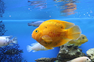 orange flower horn fish HD wallpaper