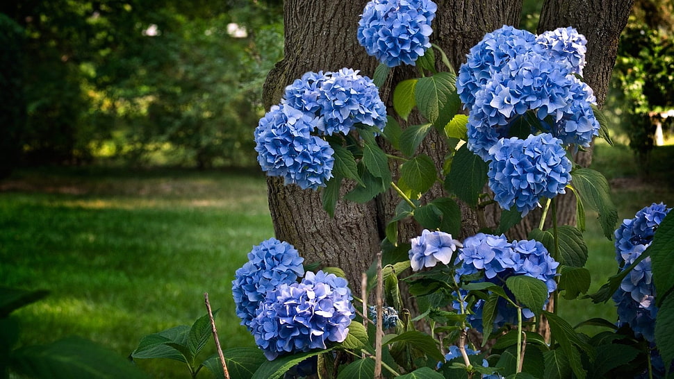 blue flowers HD wallpaper