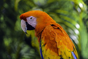 macro photography of orange and yellow parroty, macaw HD wallpaper