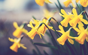 yellow clustered petal flowers, flowers, yellow flowers, plants