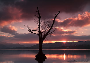 leafless tree on lake during golden hour, ullswater HD wallpaper