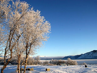 brown trees in front of mountain hill during daytime HD wallpaper