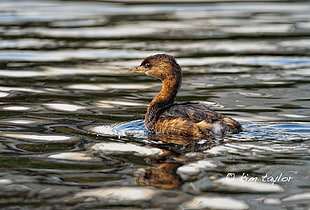 brown and black duck on the water, pied-billed grebe HD wallpaper