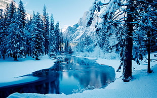 calm river between snow-coated pine trees during daytime HD wallpaper