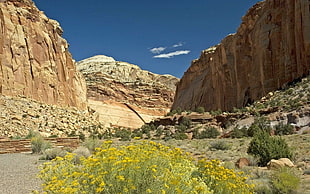 green grass field near cliff and gray rocks