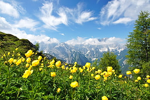 yellow petaled flowers, photography, nature, landscape, summer