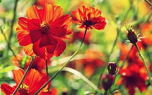 red Cosmos flowers in bloom at daytime HD wallpaper