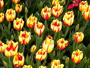 yellow and red tulips HD wallpaper