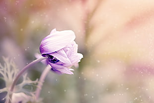 shallow focus photography of purple flower