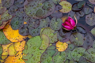 lily pads on water, water, leaves, flowers, plants HD wallpaper