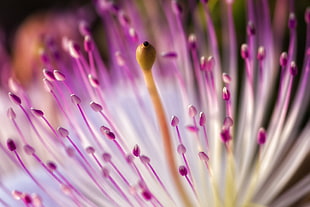 purple pincushion flower in close-up photo HD wallpaper