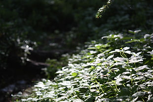 green plants, nature, landscape, Karelia, plants