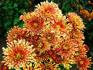 yellow-and-red petaled flowers