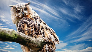 brown owl, animals, birds, owl HD wallpaper
