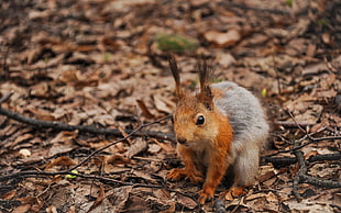 brown and gray hare on brown tree leaves during day time