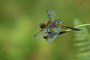 beige dragonfly on green stem HD wallpaper