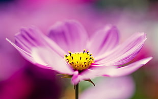 close up photo of pink cosmos flower HD wallpaper
