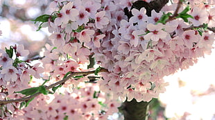 closeup photo of white Cherry Blossoms HD wallpaper