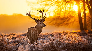 brown deer, nature, animals, trees, sunset HD wallpaper