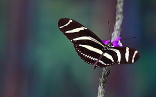 Zebra Longwing butterfly on branch HD wallpaper
