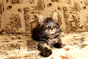grey tabby kitten HD wallpaper