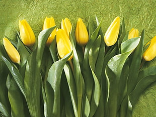 yellow Tulip flower bouquet HD wallpaper