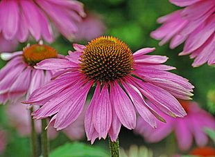 selective focus photography of pink petaled flower, purple coneflower HD wallpaper