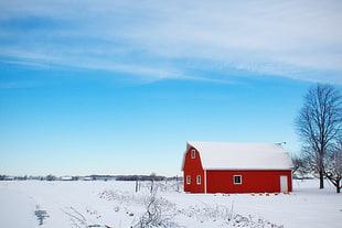barn beside tree during winter HD wallpaper