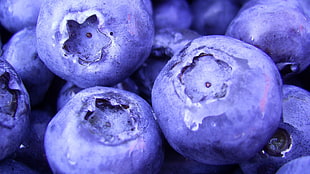 blueberries lot HD wallpaper