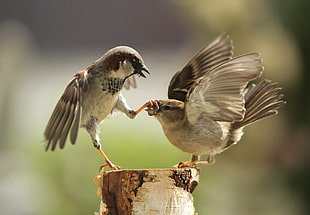 two brown hummingbirds, sparrow, macro, blurred, fighting HD wallpaper