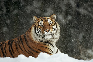 orange tiger on white snow HD wallpaper
