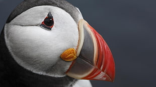 Atlantic Puffins HD wallpaper