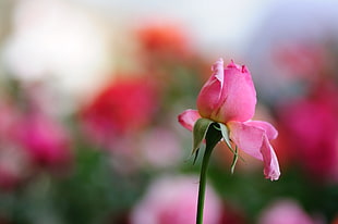 bokeh photo of pink rose HD wallpaper