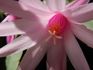 pink petaled flower