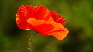 close-up photography of Shirley Poppy flower HD wallpaper