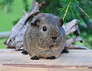 scenery of brown and black guinea pig HD wallpaper