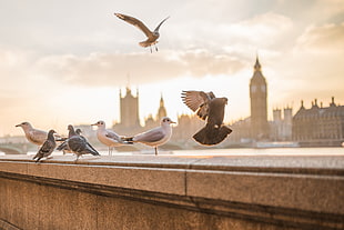 macro shot group of Seagulls and Pigeons on gray concrete fence