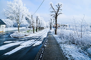 brown bare tree, nature, landscape, winter, snow