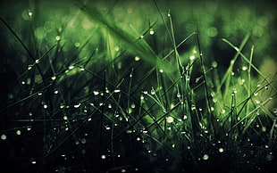 macro lens photography of green grass HD wallpaper