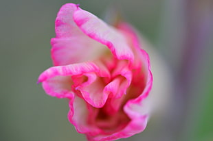 nature, petals, blur, flower