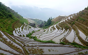 green rice field, nature, landscape, rice paddy, China HD wallpaper