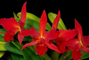 Orchids,  Flowers,  Red,  Green HD wallpaper