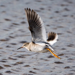 white and brown flying bird