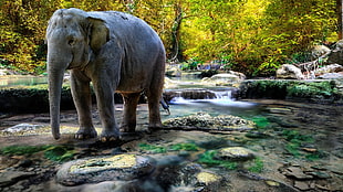 gray elephant, elephant, river, nature, animals HD wallpaper