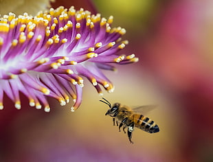 close up focus photo of a Honey Bee flying near purple-and-yellow flower HD wallpaper